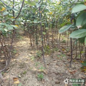 出售3公分苹果树_10公分苹果树_绿化占地苹果树量大