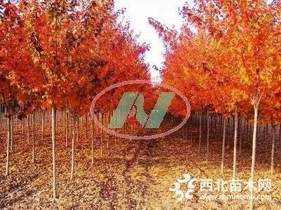 北美紅櫟樹價(jià)格