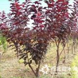 目前紅葉李市場(chǎng)信息4公分紅葉李基地價(jià)格