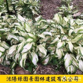 H20~50公分花葉玉簪價(jià)格 基地圖片 沭陽(yáng)綠園景苗圃直銷(xiāo)