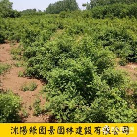 H50~120公分黃刺梅價(jià)格 基地圖片 沭陽綠園景苗圃直銷