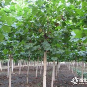 诚心出售13公分2年冠法桐5000棵 质量优质