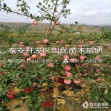 矮化蘋果苗哪里有 矮化蘋果苗價格 矮化蘋果苗基地