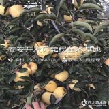 苹果苗哪里有 苹果苗价格多少钱 苹果苗基地