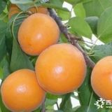 1公分優(yōu)質(zhì)杏樹苗