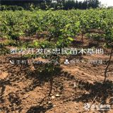 2018年杏树苗多少钱一棵 杏树苗批发基地 杏树苗什么价格