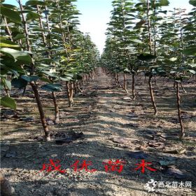 哪里卖梨树苗,1公分梨树苗价格多少,基地出售梨树小苗