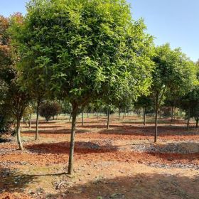 江西桂花价格、8公分桂花价格、桂花供应 江西桂花基地报价