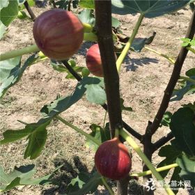 无花果苗批发、批发波姬红无花果苗、无花果苗价格