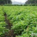 木荷苗圃栽培技術(shù) 木荷米徑6公分價格多少