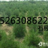 江蘇綠化苗木種植基地哪家好