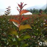 紫薇小苗種植技術(shù) 紫薇小苗產(chǎn)地報(bào)價(jià)