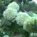 陜西繡球花卉供應(yīng)木繡球價(jià)格 西安木繡球苗木大量銷(xiāo)售 規(guī)格齊全