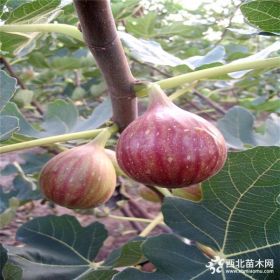 布兰瑞克无花果苗、哪里有布兰瑞克无花果苗