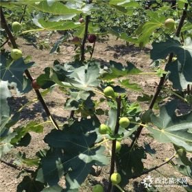 青皮无花果苗、哪里有青皮无花果苗、青皮无花果苗批发