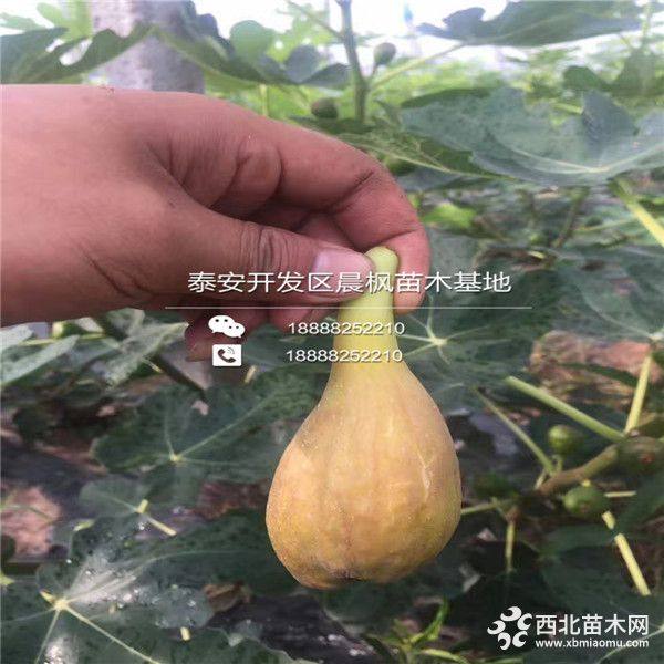 无花果苗价格