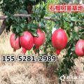 紅如意軟籽石榴樹苗_3公分軟籽石榴苗價格