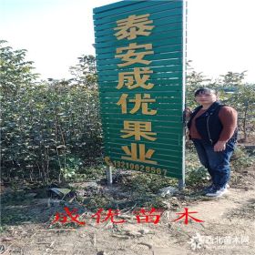 哪里卖梨树苗,1公分梨苗价格多少,基地出售梨树小苗