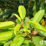 二年黃蜜櫻桃苗  種植黃蜜櫻桃苗價(jià)格