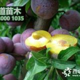 2019年脆紅李子樹苗價格,脆紅李苗批發(fā)