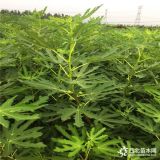 哪里有无花果树苗出售 无花果树苗多少钱 无花果树苗基地