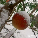 出售雪桃樹苗 哪里有雪桃樹苗賣 雪桃樹苗價格