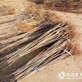 俄罗斯8号樱桃苗价格 俄罗斯8号樱桃苗批发基地