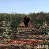 梨树苗多少钱,山东泰安梨树苗哪家好,供应新品种梨树