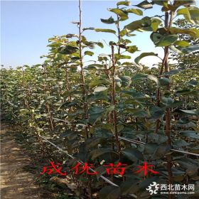 果树苗种植基地,哪个果树苗品种适合南方种植,供应新品种梨树