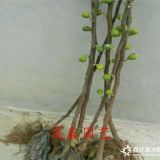 哪里有卖无花果苗的 无花果苗多少钱一棵 大青皮无花果苗价格