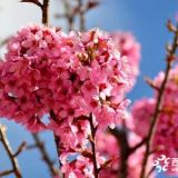 冬櫻花小苗 冬櫻花多少錢(qián)一棵