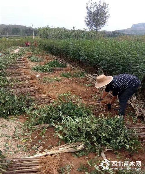 花椒樹苗