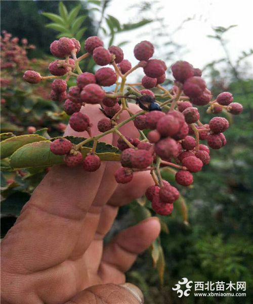 花椒樹苗