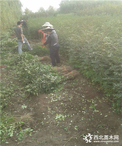 泰安花椒苗