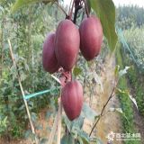 紅梨樹(shù)苗、紅梨苗多少錢一棵