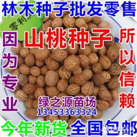 桃树种子 山桃种子 毛桃种子 山杏种子批发