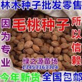 毛桃種子價(jià)格 毛桃種子種植方法及簡介 毛桃種子圖片