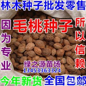 毛桃種子價(jià)格 毛桃種子種植方法及簡(jiǎn)介 毛桃種子圖片