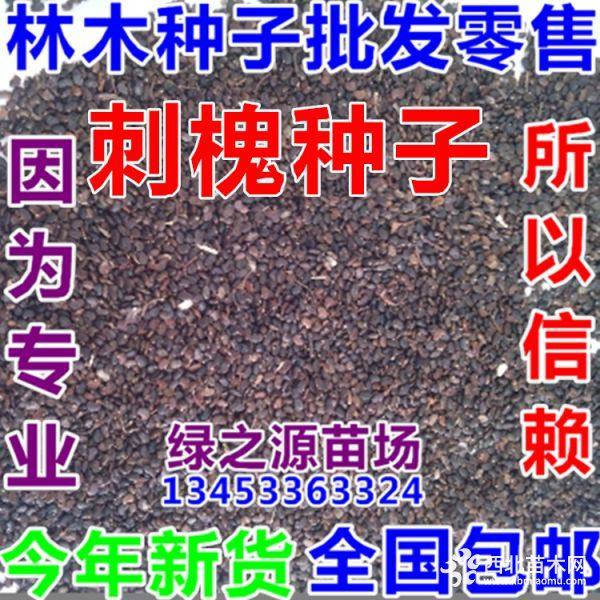 桃树种子