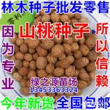 全新毛桃種子 嫁接桃樹(shù)種子 毛桃核種子 包出芽