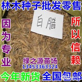 白蠟種子 山西白蠟種子  白蠟種子批發(fā)