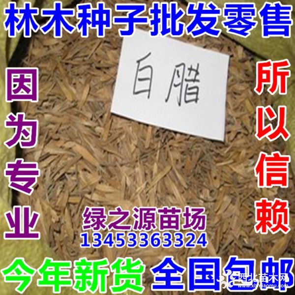 白蜡种子_绿