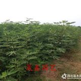 无花果树苗哪里有卖的 基地出售无花果树苗价格多少钱一棵