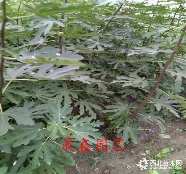 无花果树苗