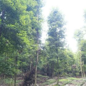 四川桢楠批发 苗圃直销 批发价格