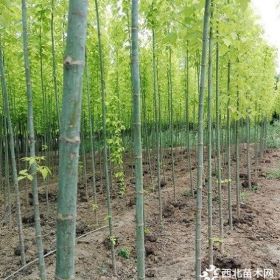 山东金叶复叶槭种植基地大量供应金叶复叶槭树苗