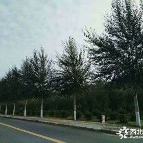 河北杨供应基地价格比发