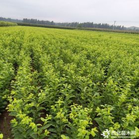 蜂糖李子苗品种介绍 山东李子苗价格