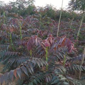 香椿樹苗、香椿樹苗價格/紅油香椿樹苗價格多少