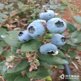 兔眼蓝莓苗、兔眼蓝莓苗多少钱一棵、兔眼蓝莓苗批发